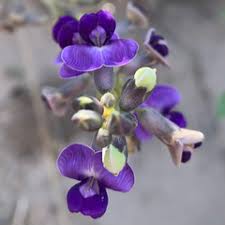 Image result for Neorautanenia