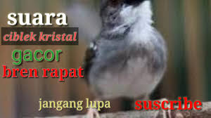 Masteran ciblek kristal full ngebren gacor !devans kicau. Suara Ciblek Kristal Bren Rapat Mang Gacor Channel Youtube