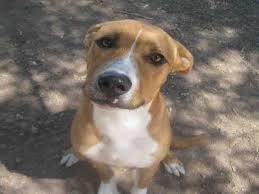 Basset hound x black mouth cur mix = cursset. Basenji Basset Hound Mix Furosemide