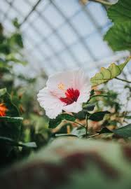 Hibiscus are grown primarily for their strikingly beautiful and often amazingly large flowers. Hibiscus How To Care For Hibiscus Pro Organic