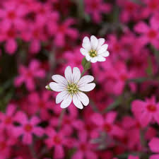 Flower, spring, plant, pollen, floral, summer. Daisies Beautiful Flowers Pictures Flower Desktop Wallpaper Beautiful Flowers Wallpapers