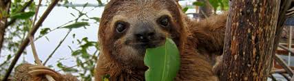 It is widespread in at least 10 south american countries, including costa rica, peru, and. Species Profile Brown Throated Three Toed Sloth Bradypus Variegatus Rainforest Alliance