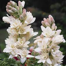 Pin On Flower Polianthes Tuberosa Bunga Sedap Malam