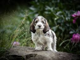 Image result for velký vendéeský hrubosrstý honič