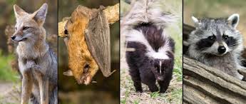 Maybe you would like to learn more about one of these? Rabies Cdc