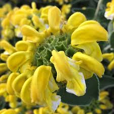 Image result for Phlomis fruticosa
