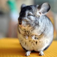Are mice, gerbils, chinchillas, and hamsters good pets for kids? Rat A Tat Happy Year Of The Rat Says The Chinchilla Cgtn
