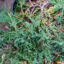 Image result for Juniperus