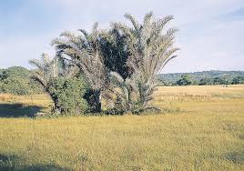 Image result for Stemodiopsis buchananii