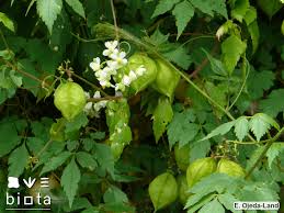 Image result for Cardiospermum grandiflorum