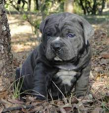 Maybe you would like to learn more about one of these? English Bulldog Puppies Gray English Bulldog Puppies Bulldog Puppies Mastiff Puppies