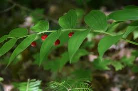 Image result for Streptopetalum