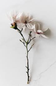 Flowers by tammy hopkinsville ky. Elements My Drink Bomb