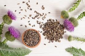In fall, it produces large pods that are filled with downy white fibers. Milk Thistle Medicinal Uses