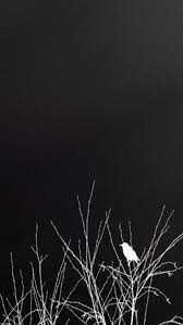 Black And White Background Images Hd Tap And Get The Free App Art Creative Black White Bird Nature Hd Iphone Wallpaper Iphone Background Wallpaper Iphone Wallpaper Wallpaper