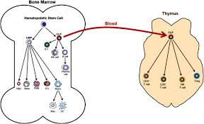 El futbolista ha estado este curso cedido en el conjunto verdiblanco, aunque pertenecía al barcelona. The Versatility Of Sirtuin 1 In Endocrinology And Immunology Abstract Europe Pmc