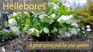 Magnolias are among the earliest flowering trees each year to produce their spring flowers. Here Are The Blooming Flowers To Plant In Your Garden This Spring Wbur News