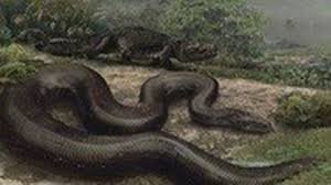 Meet titanoboa, the world's largest snake. Titanoboa Slithers Onto Smithsonian Channel Chicago Tribune