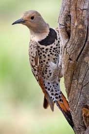 Northern Flicker Brown Bird With Red Spot On Back Of Head Montana S Woodpeckers Northern Flicker Backyard Birds Wild Birds