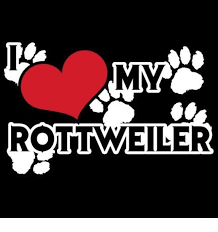 Pin On Rottweiler Puppies