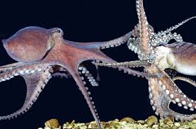Buy and sell over 50 cryptocurrencies with your bank account via the kraken app now. Tiere Auf Drogen Ecstasy Macht Kraken Zu Kuscheltigern Wissen Stuttgarter Zeitung