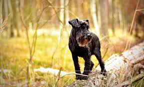 Use the search tool below and browse adoptable miniature schnauzers! 20 Schnauzer Mixed Breeds Bearded Four Legged Buddies