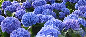 Image result for Droogmansia