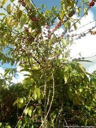 Image result for Coffea sp. A
