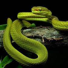 Bbc News On Instagram This New Species Of Snake Trimeresurus Salazar Has A Magical Namesake From The World Of Harry Potter S Pit Viper Slytherin Viper