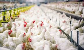 All the latest news about bird flu from medical xpress. Bird Flu Breaks Out In Two Chinese Provinces Near Coronavirus S Epicentre Daily Mail Online