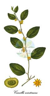 Image result for Canellaceae