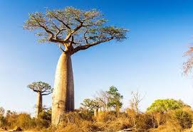 The fruit from the baobab tree also has healing properties. Why Is Baobab Called The Wonder Tree Of Africa All Round Africa