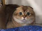 Scottish Fold Cat Breed Information, Pictures ...