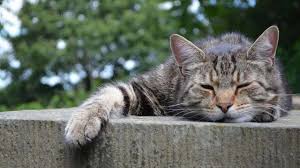 La leucemia felina è una delle malattie infettive mortali per i gatti, allo stesso livello dell'aids del gatto), la pif (peritonite infettiva felina), il tifo o la coriza. Leucemia Felina Causas Sintomas Prevencion Y Tratamiento