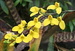 Image result for Disa cryptantha