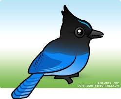 Cute Steller S Jay Animals Matter Bird Birthday Animals