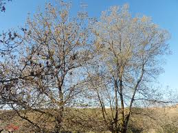 شجر في فصل الشتاء Plants Tree