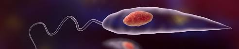 Image result for Protozoa
