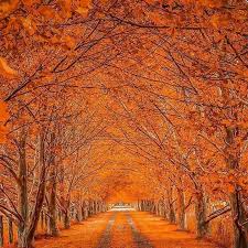 Armidale New England Nsw Autumn Landscape Autumn Scenery Nature Photos