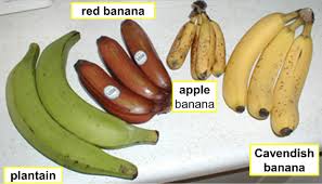 The 'dwarf apple' is a popular fresh eating banana in hawaii. Scientific Opinion On The Import Of Musa Fruits As A Pathway For The Entry Of Non Eu Tephritidae Into The Eu Territory 2021 Efsa Journal Wiley Online Library