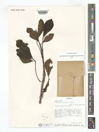 Image result for Nesogenaceae