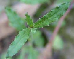 Image result for Wahlenbergia petraea