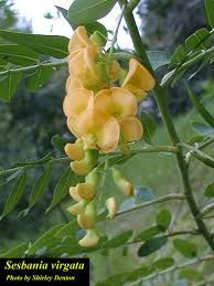 Image result for Sesbania