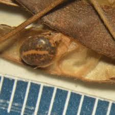 Image result for Galactia striata