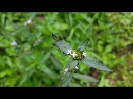 Image result for Spermacoce ocymoides