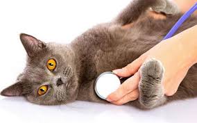 kak pravilno stavit ukol kotu v holku inzhener pto