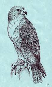 Pin By Mete Bilik On Hawk Tattoos Bird Drawings Hawk Tattoo Falcon Art