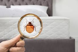 The landlord or the tenant? Detecting Bedbugs In Kansas City Milberger Pest Control