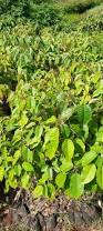 Image result for Croton megalocarpus