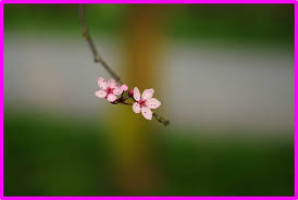 A Beleza da Simplicidade” - Blog do Marcondes